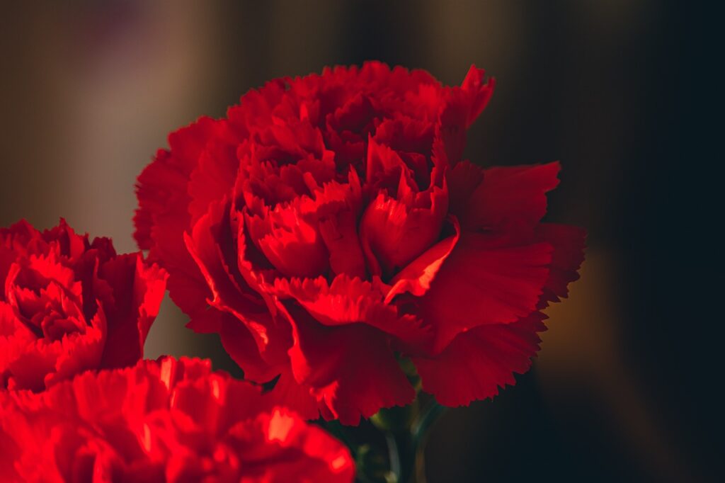carnations, flowers, red-6292136.jpg